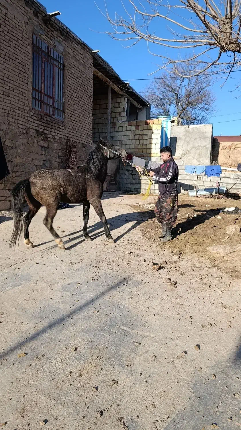 اسب|اسب و تجهیزات اسبسواری|بجنورد, |دیوار