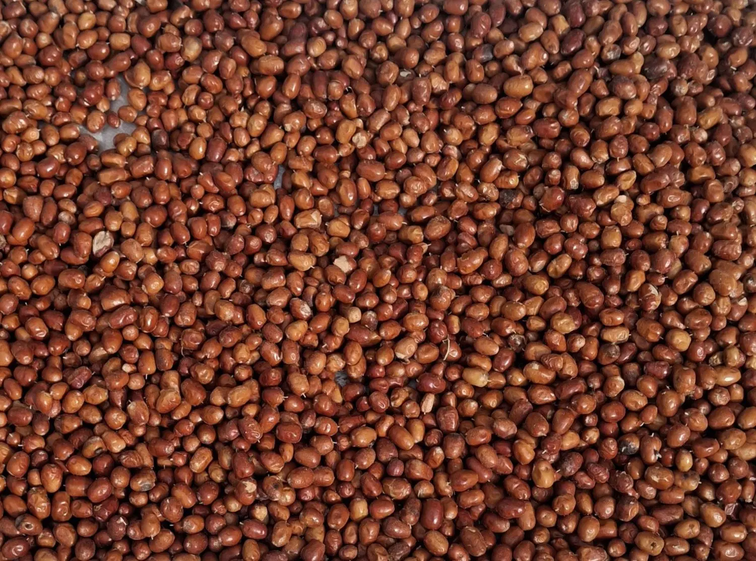 سنجد|خوردنی و آشامیدنی|خسروشاه, |دیوار