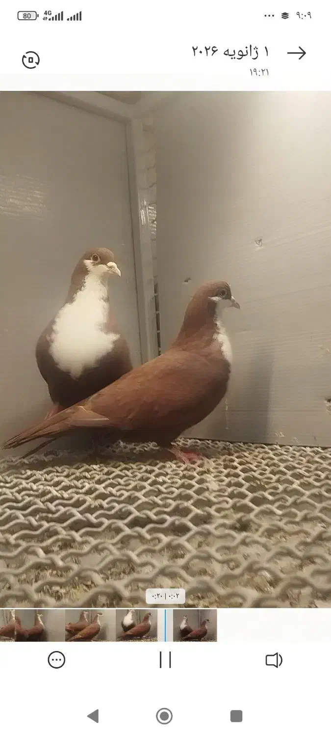 آلمانی و رنگی|پرنده|بیرجند, |دیوار