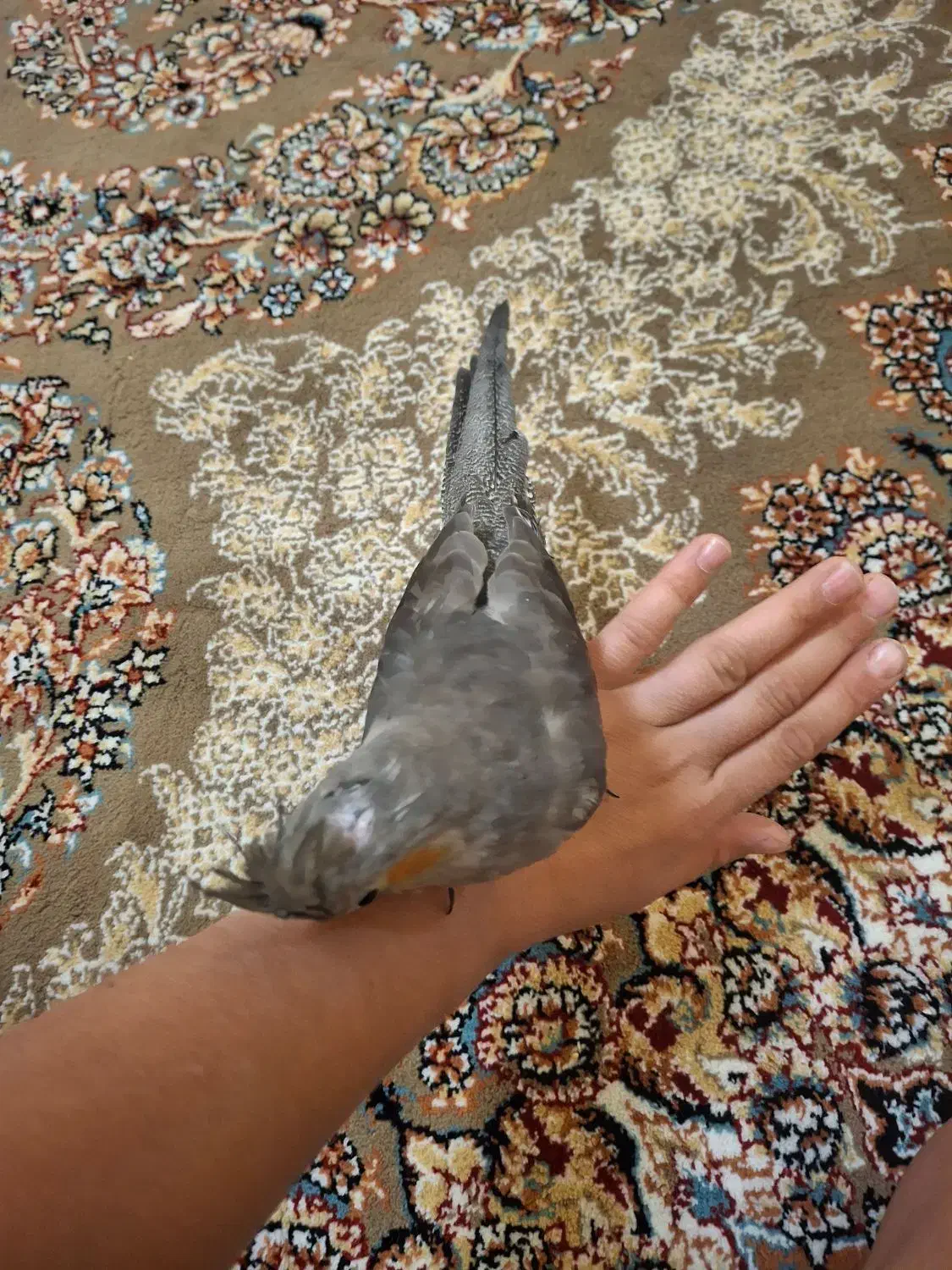 1600|پرنده|شیراز, فاضل|دیوار