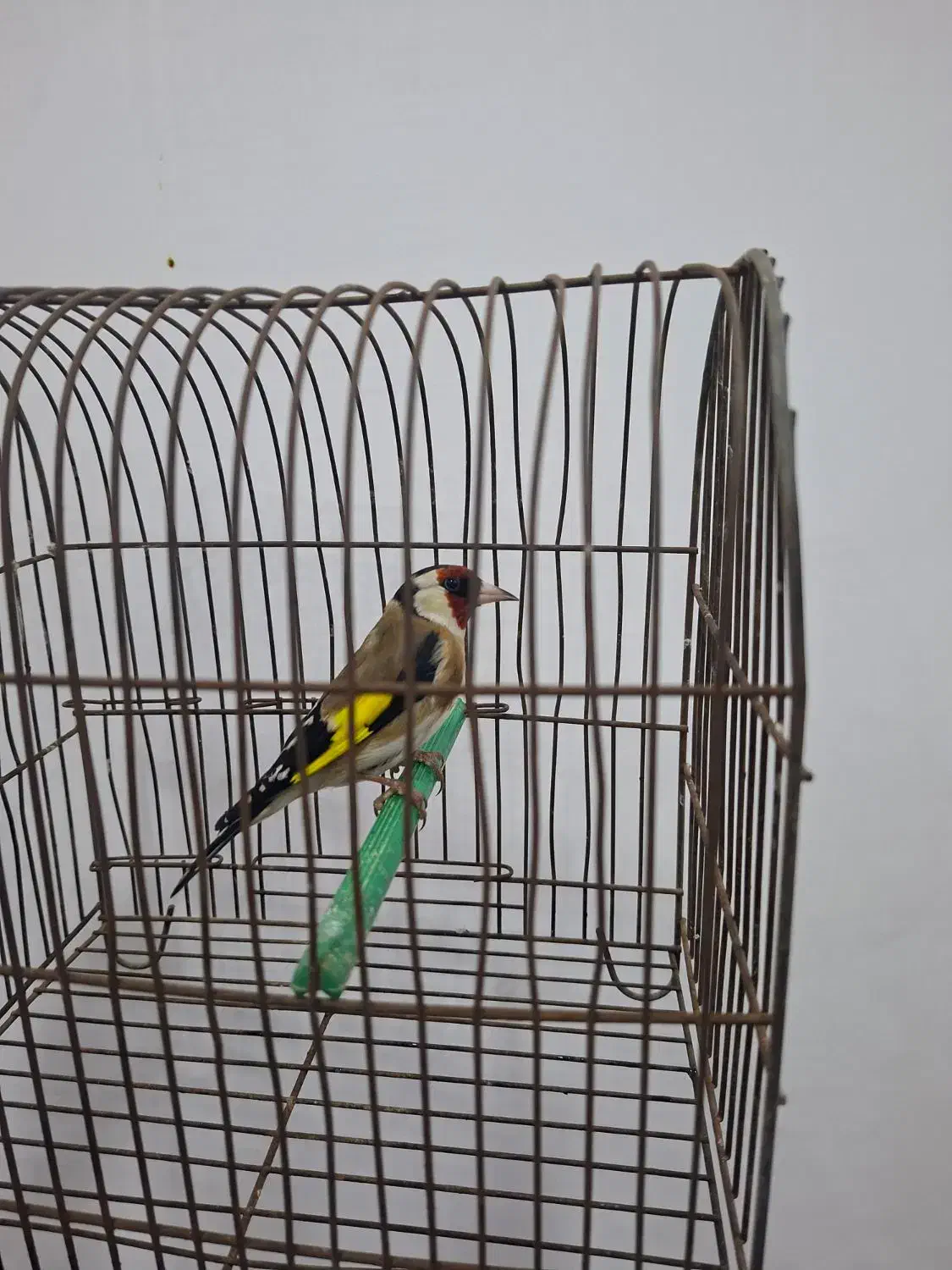 سهره نر بروجردی|پرنده|کارون, |دیوار