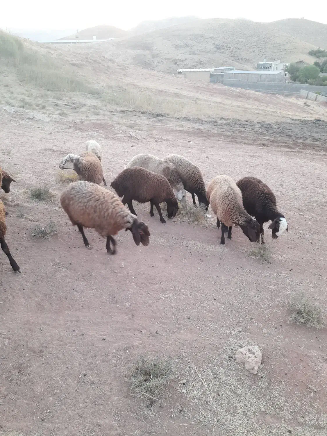 ۳۸تا بره در حد شیشک|حیوانات مزرعه|کوهدشت, |دیوار