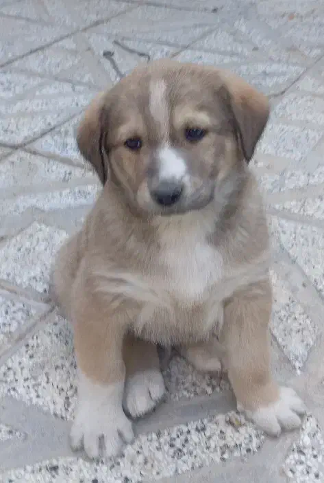 توله نر خراسانی|سگ|جوین, |دیوار