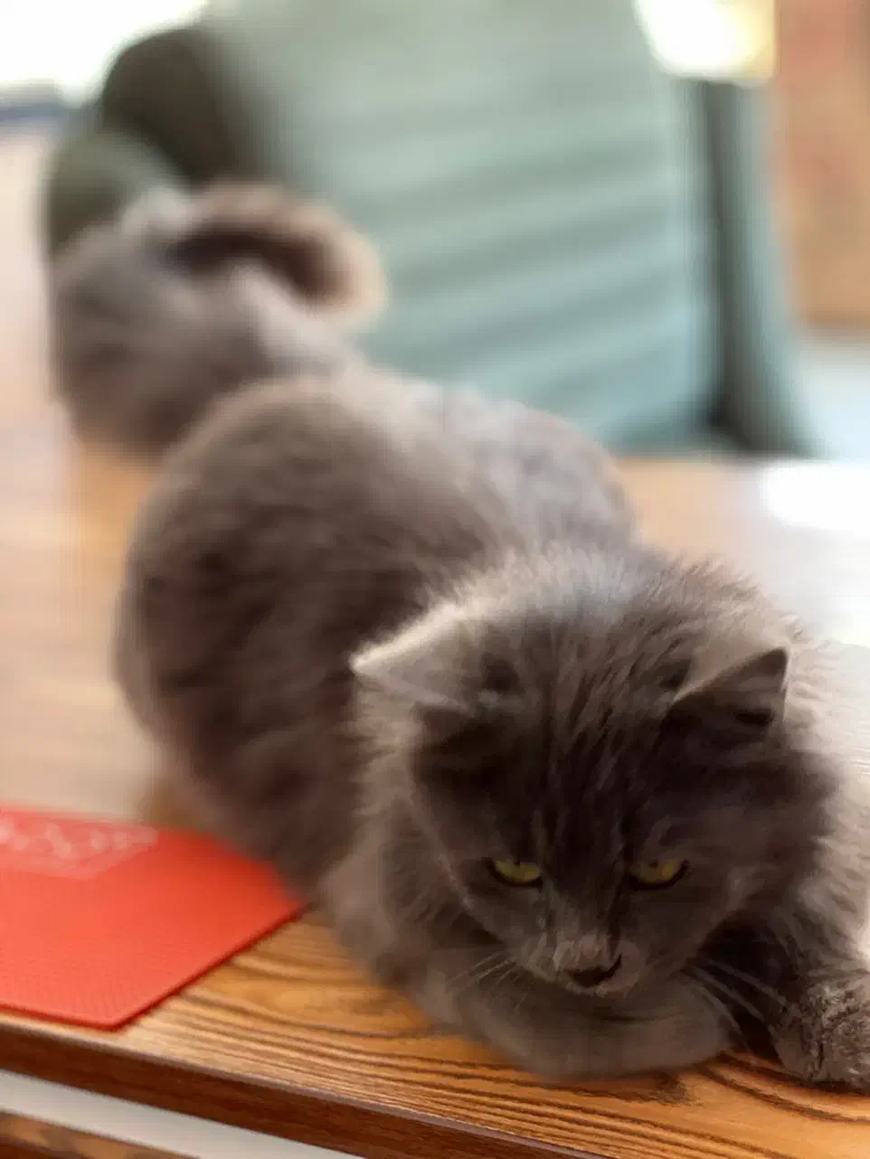 واگذاری گربه پرشین|گربه|یزد, |دیوار