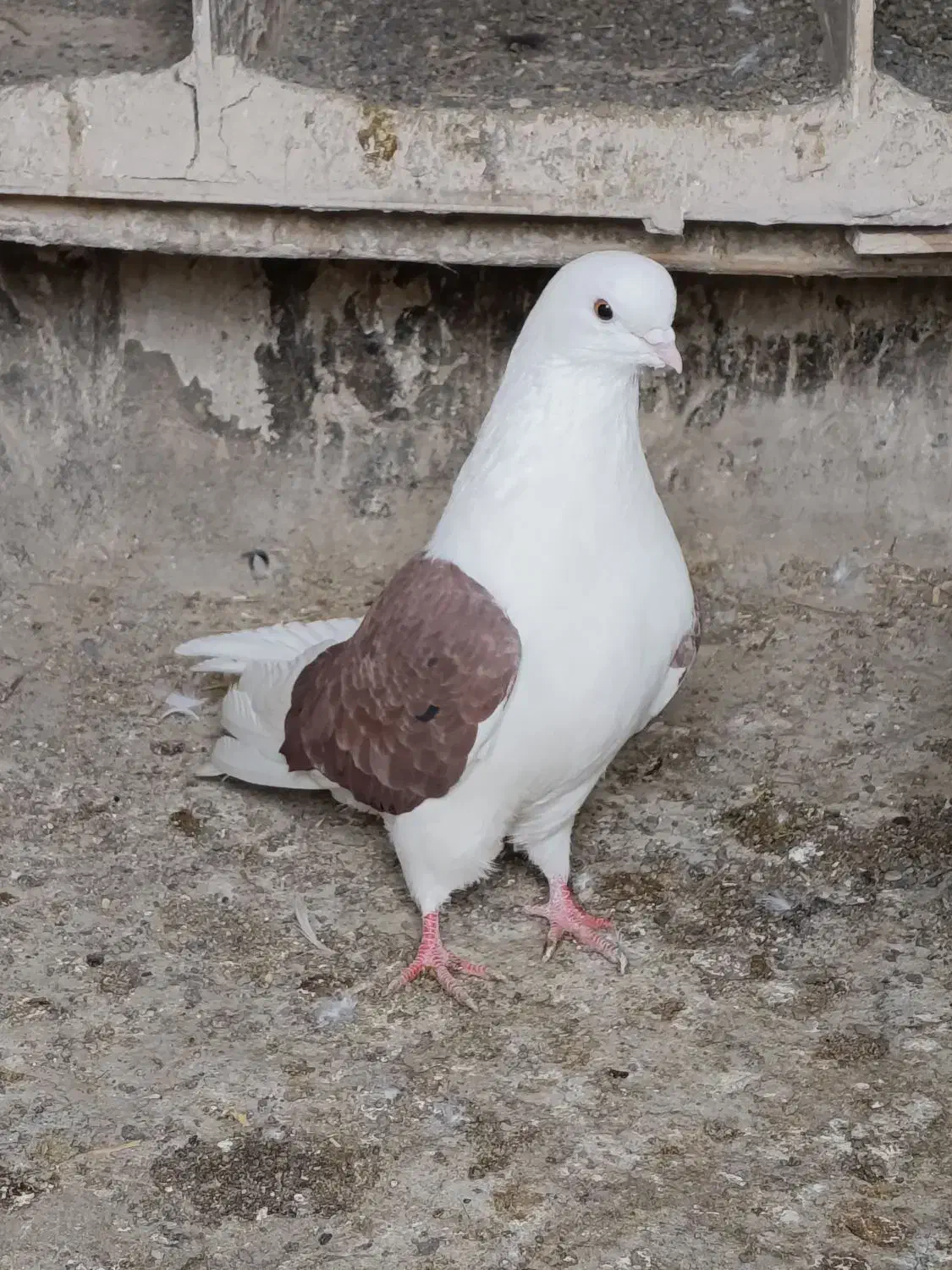 کفتر حسابی|پرنده|قم, ولیعصر|دیوار