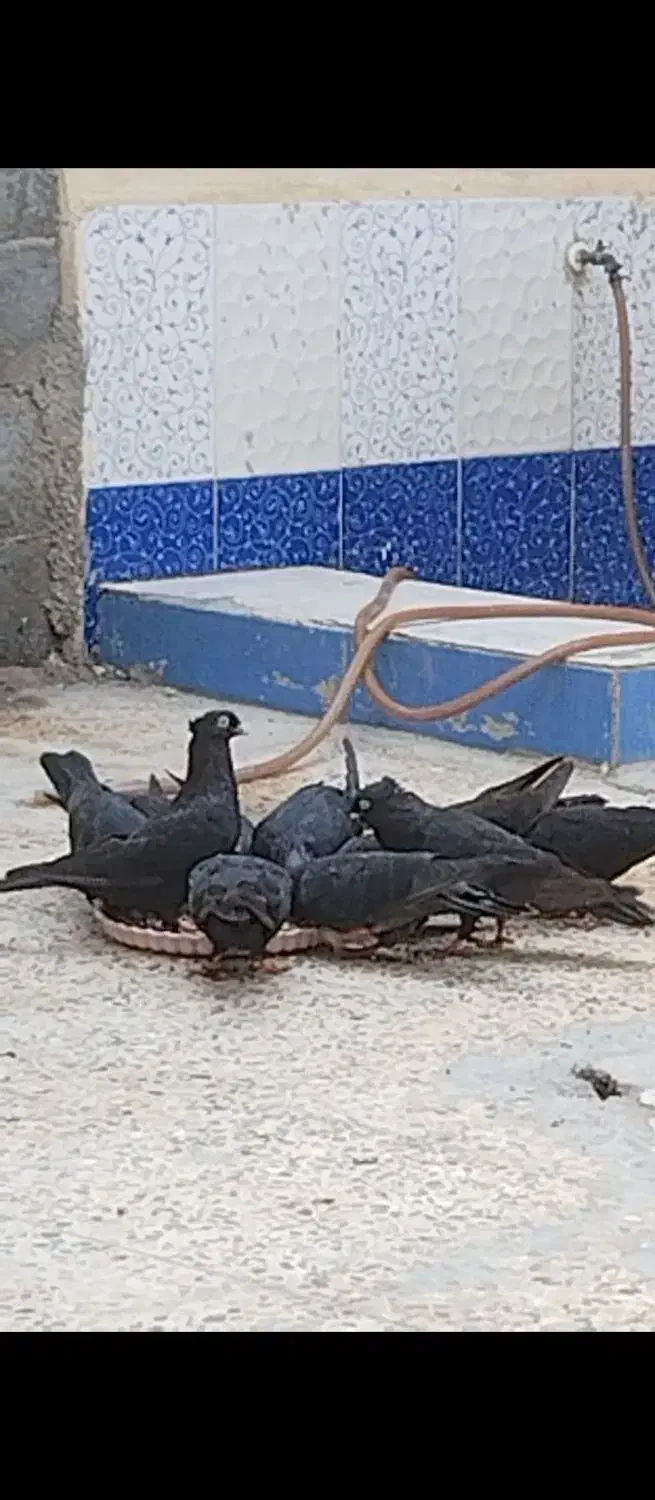 کنگان|پرنده|بندر کنگان, |دیوار