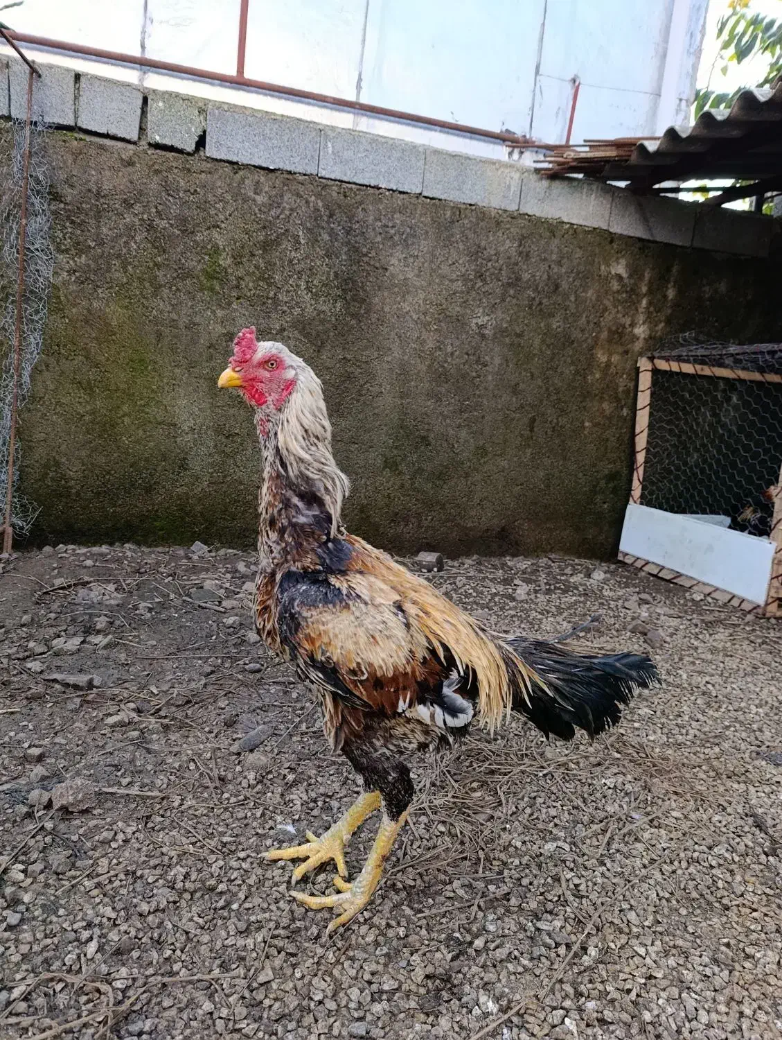 خروس لاری|حیوانات مزرعه|آستارا, |دیوار