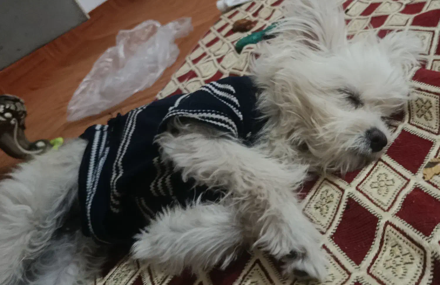 حیوان|سگ|قم, لسانی|دیوار