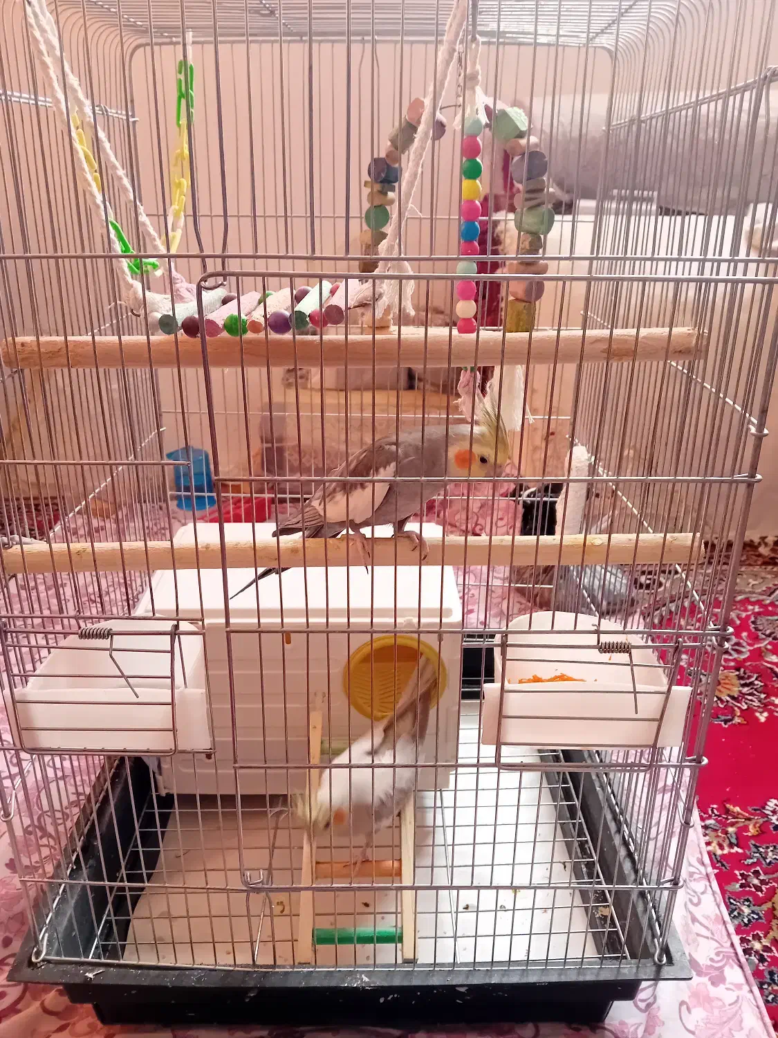 عروس هلندی با قفس|پرنده|شاهدشهر, |دیوار