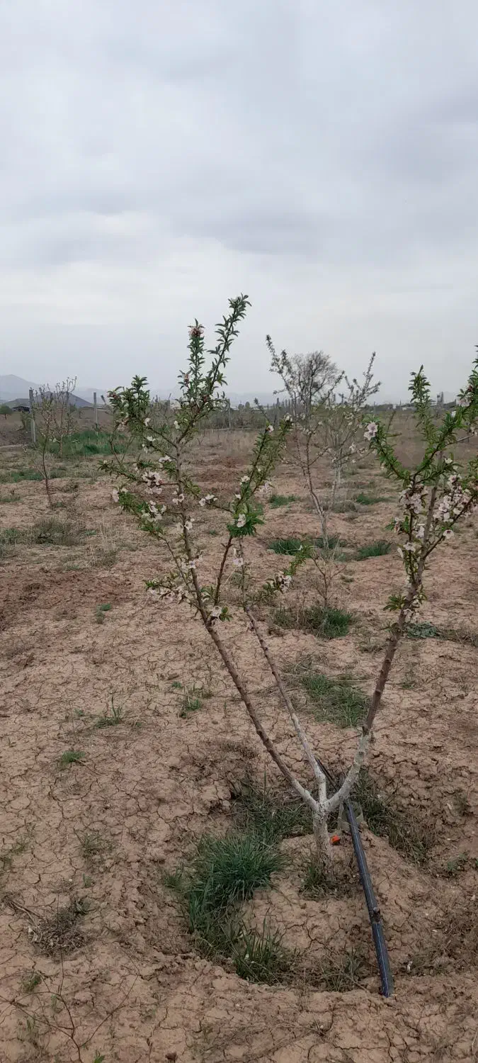نهال بادام|گل و گیاه طبیعی|محمدیه-قزوین, |دیوار