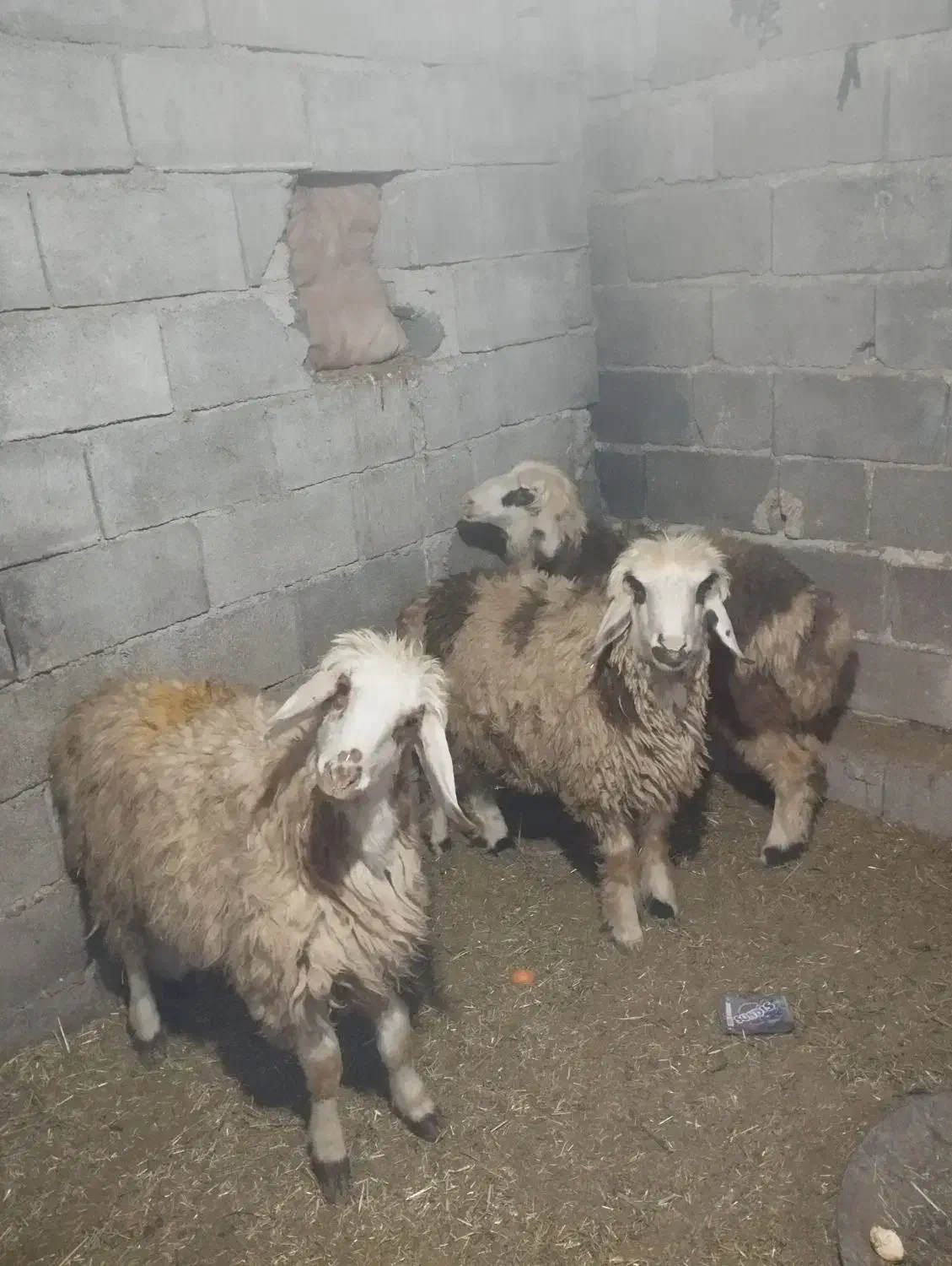 بره|حیوانات مزرعه|دهدشت, |دیوار