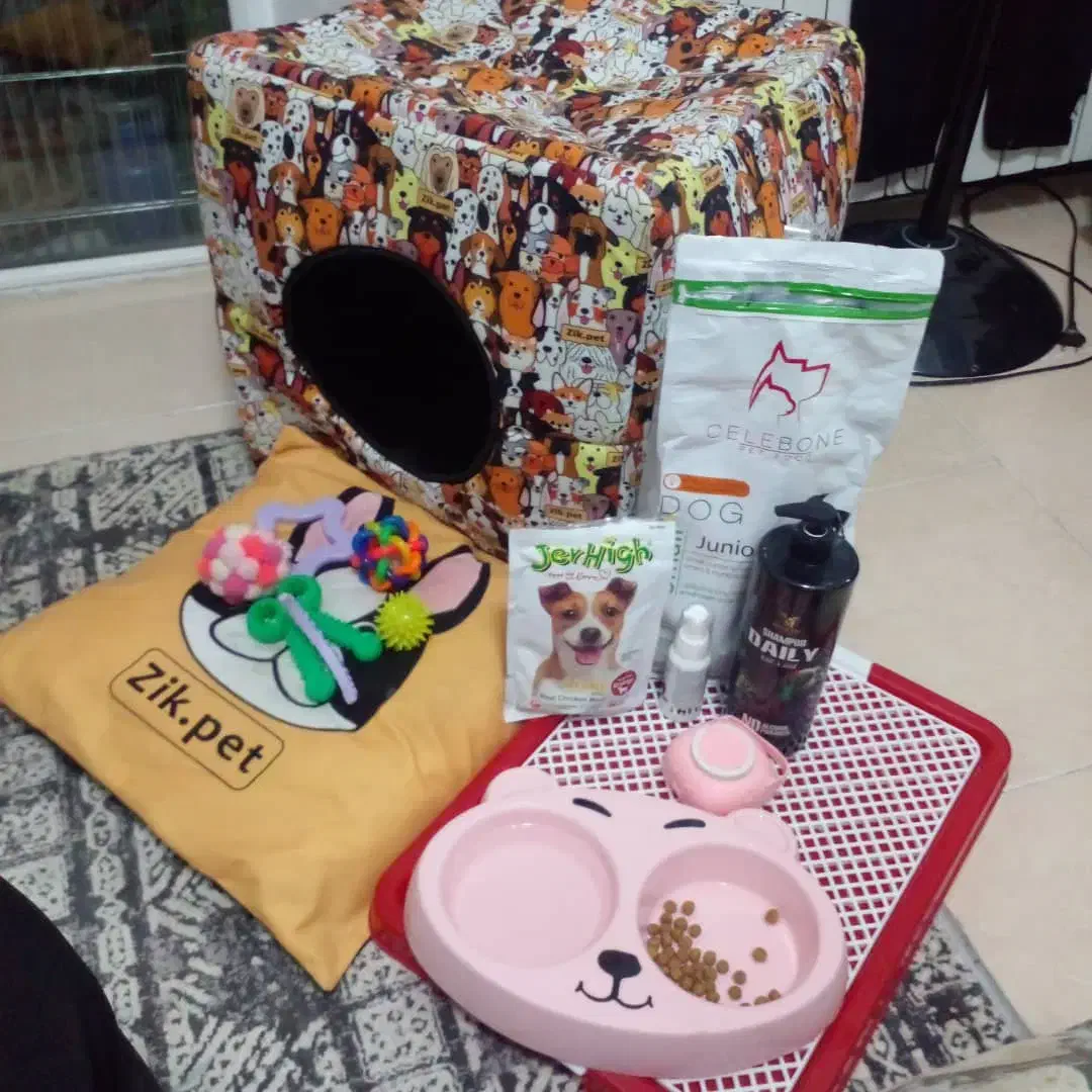 سگ پیکنز ۳ماهه نر|سگ|پردیس, فاز ۹|دیوار