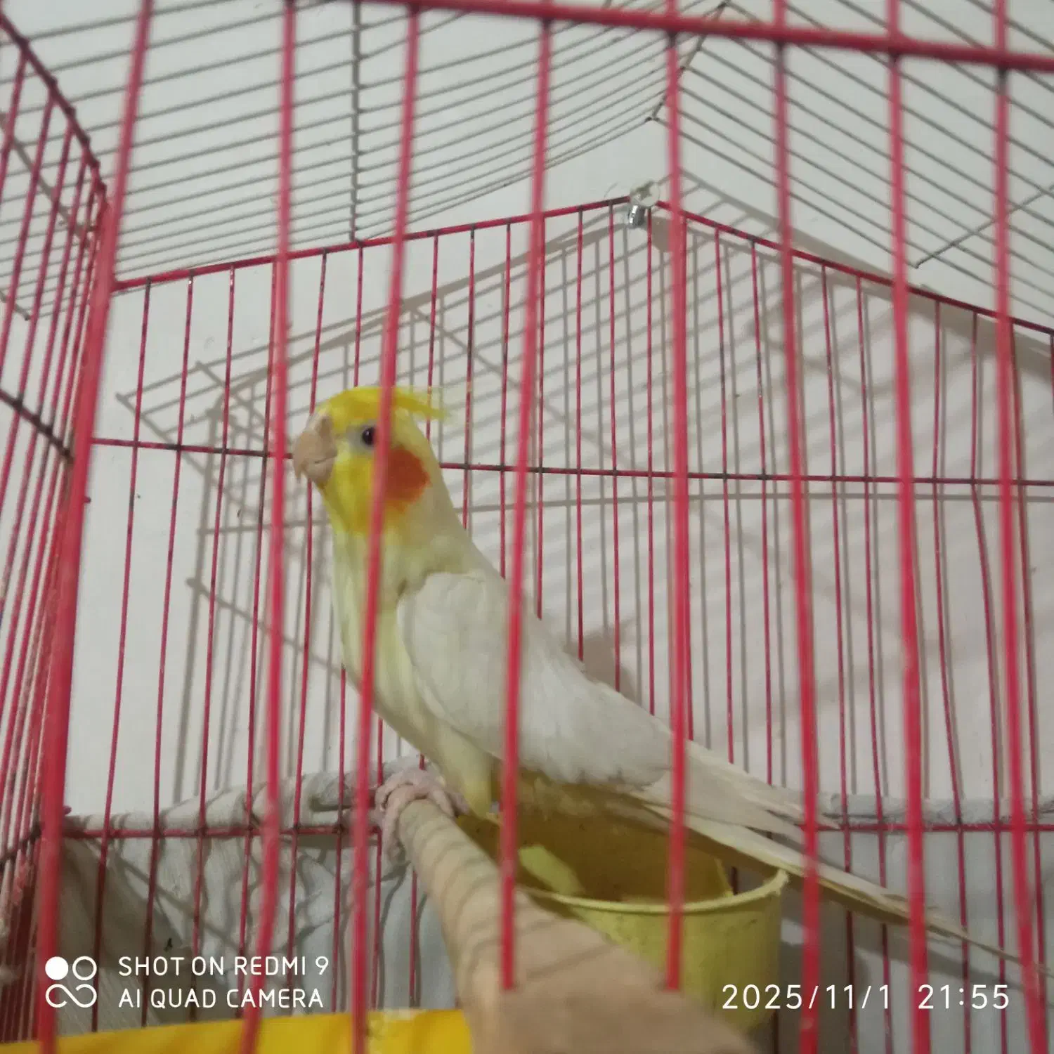 عروس هلندی|پرنده|زاهدان, |دیوار