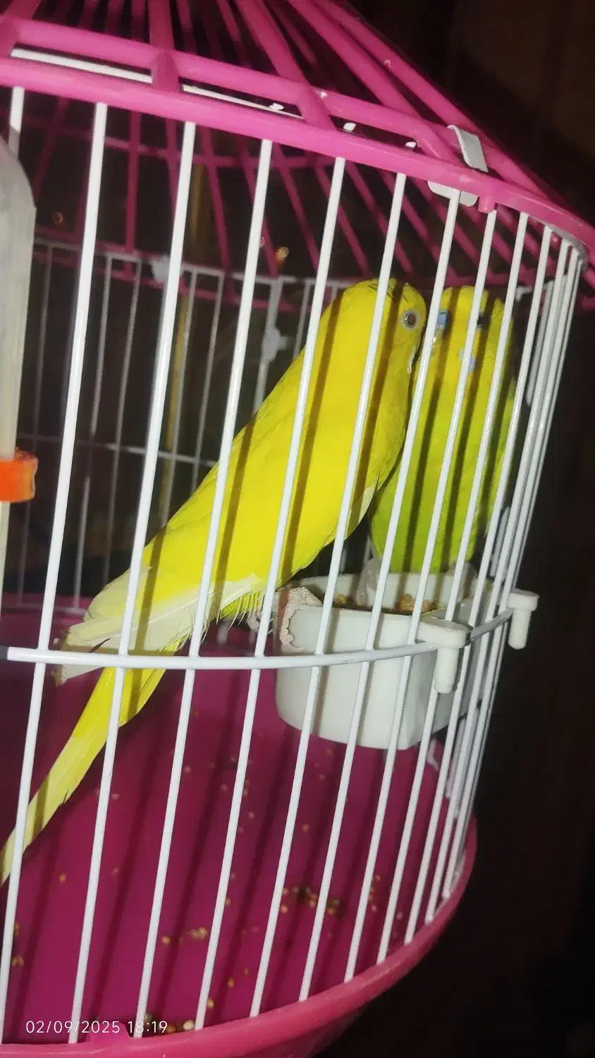 جفت جوجه مرغ عشق|پرنده|زاهدان, |دیوار