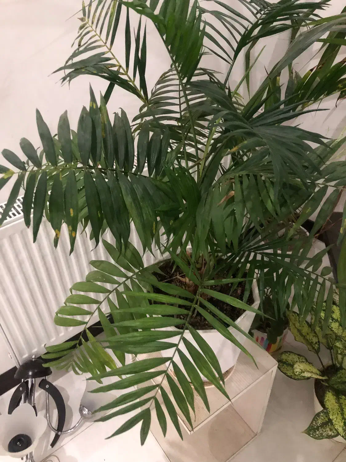 مجموعه گل زیبا|گل و گیاه طبیعی|اندیشه, شهرک مریم|دیوار