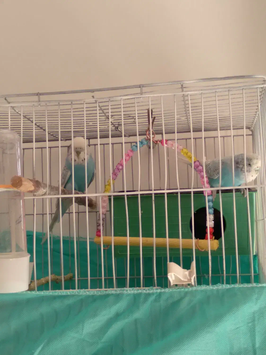 مرغ عشق انگلیسی سرحال|پرنده|محمدشهر, جعفرآباد|دیوار