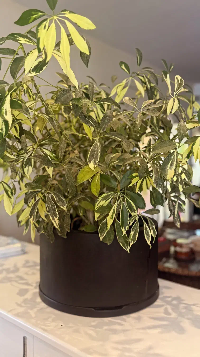 گلدان بنسای  ابلق|گل و گیاه طبیعی|تهران, قیطریه|دیوار