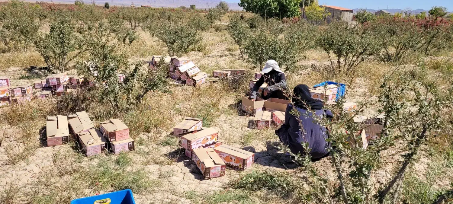 کارگر زرشک باغ .اکیپ باشین بهتره|استخدام سرایداری و نظافت|قائن, |دیوار