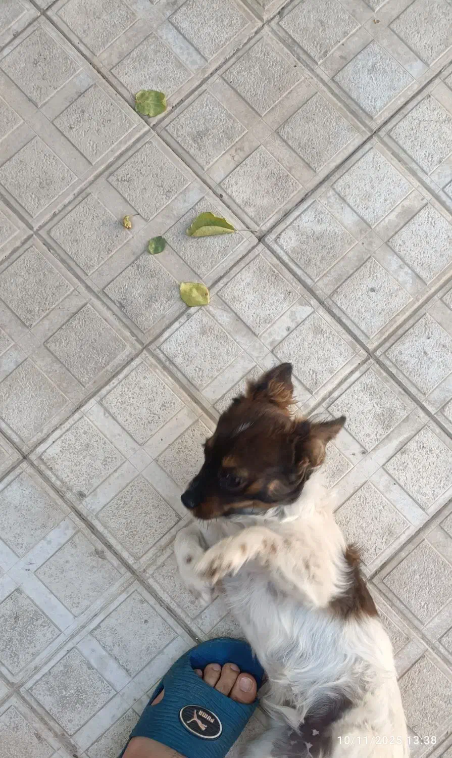 سگ پاکوتاه سیاه سفید نر|سگ|شیروان (خراسان), |دیوار