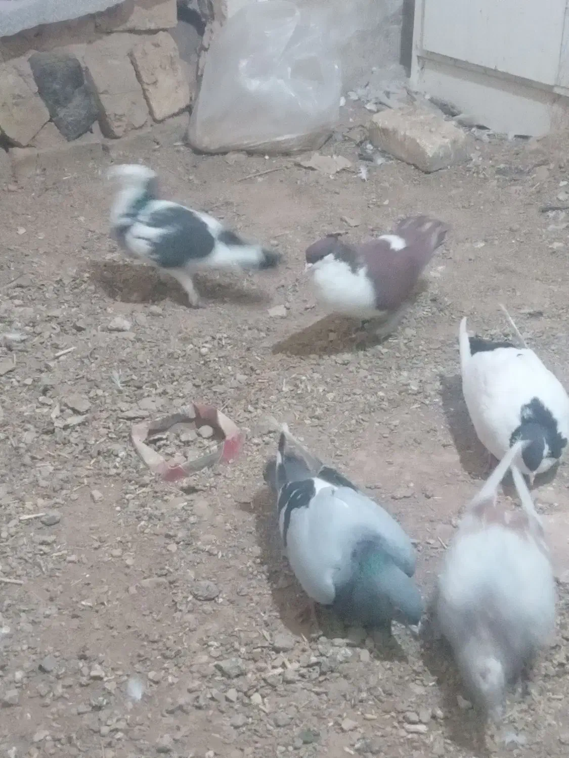 کبوتر|پرنده|تربت‌حیدریه, بالا ولایت|دیوار