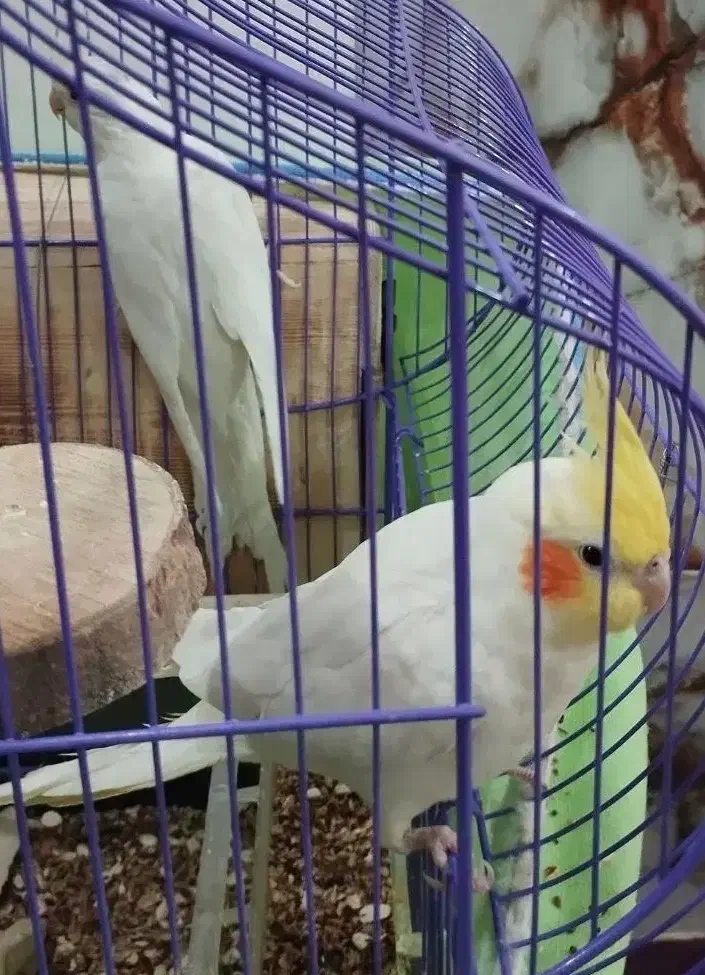 فروش چهار عدد عروس هلندی|پرنده|رودان, |دیوار