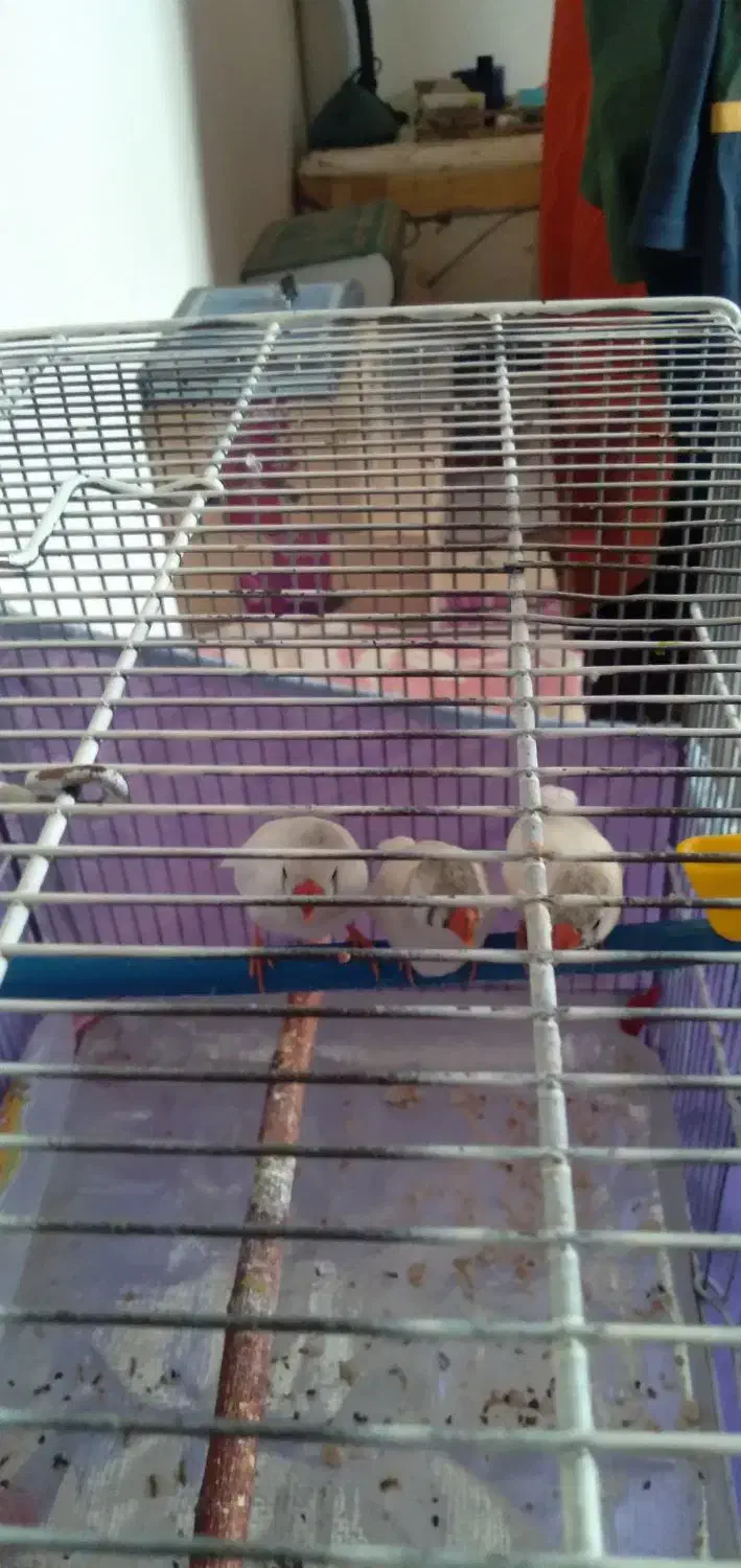 فنچ نر ماده سفید|پرنده|شاهینشهر, گرگاب|دیوار