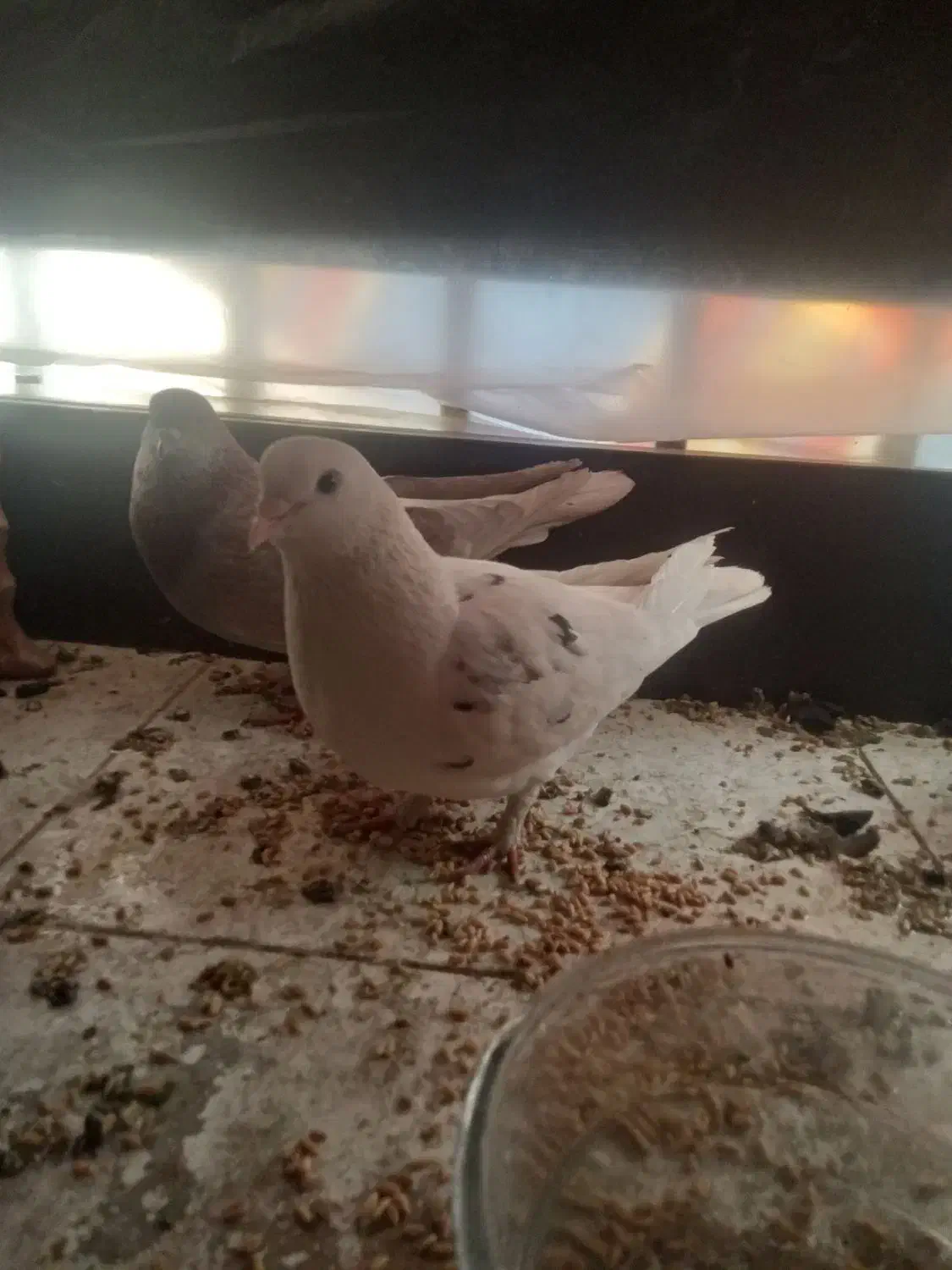 دو عدد کبوتر جفت|پرنده|تهران, امین حضور|دیوار