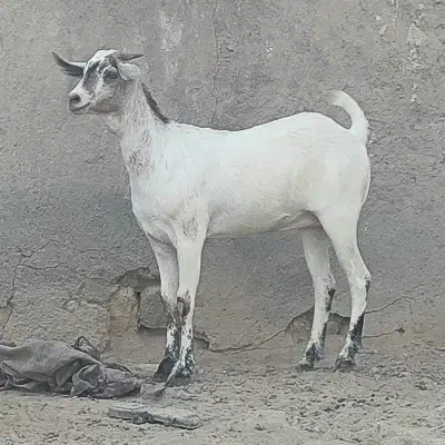 فروش گیسه جوان چاق|حیوانات مزرعه|بندرلنگه, |دیوار