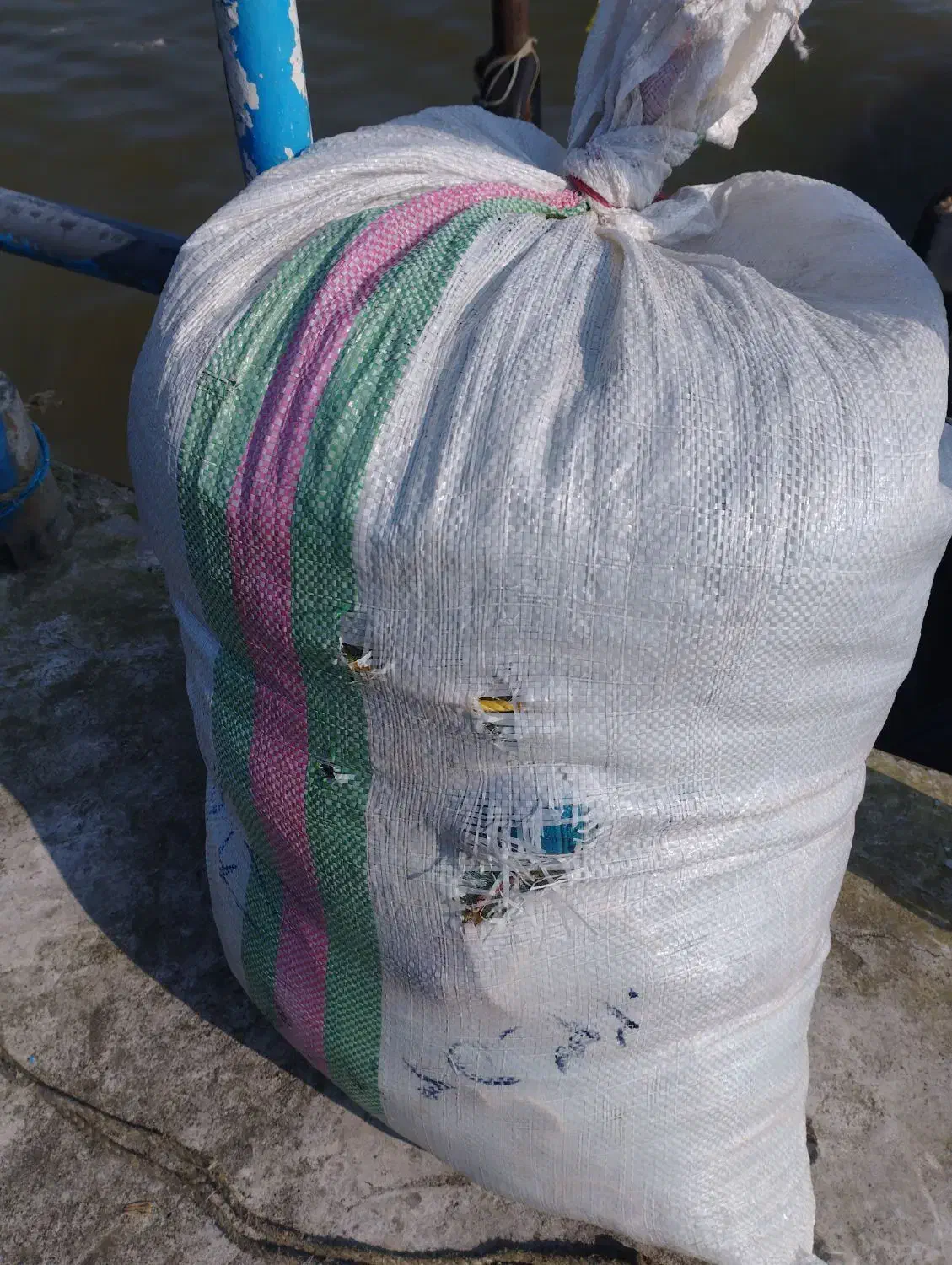 ماهی لاکش هم برای دام هم لاکش ریختن|ماهی|بندر انزلی, شهرداری|دیوار