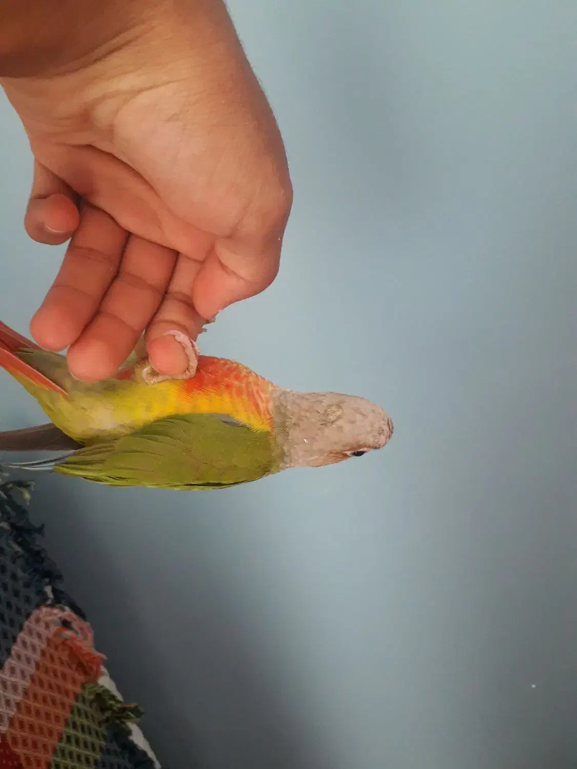 فروش یک عدد طوطی گرینچیک|پرنده|شهر بابک, |دیوار