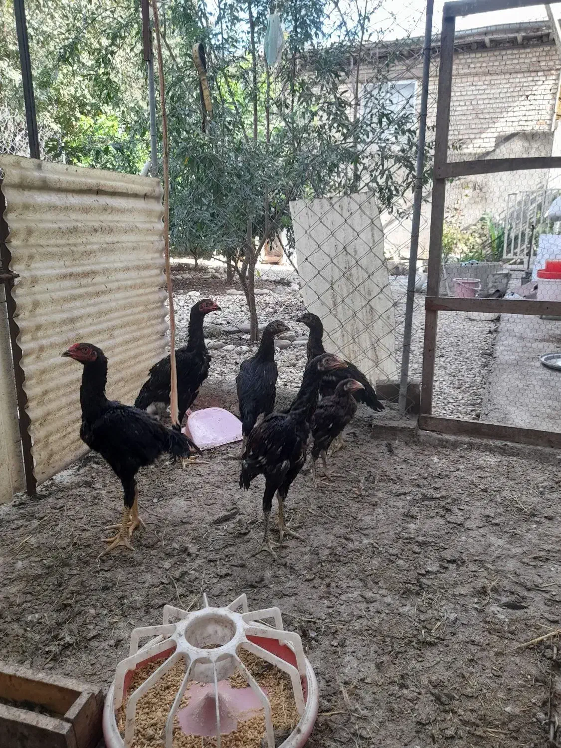 خروس لاری ۷ماهه ومرغ۷ماهه|حیوانات مزرعه|قائم‌شهر, |دیوار