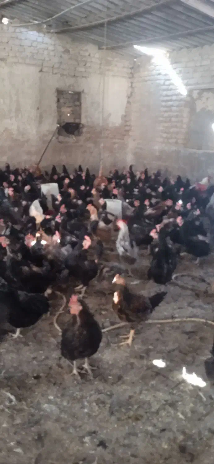 مرغ تخم گذارازتولیدبه مصرف وزن 2تا2500کیلوگرم|حیوانات مزرعه|مرودشت, محمد آباد|دیوار