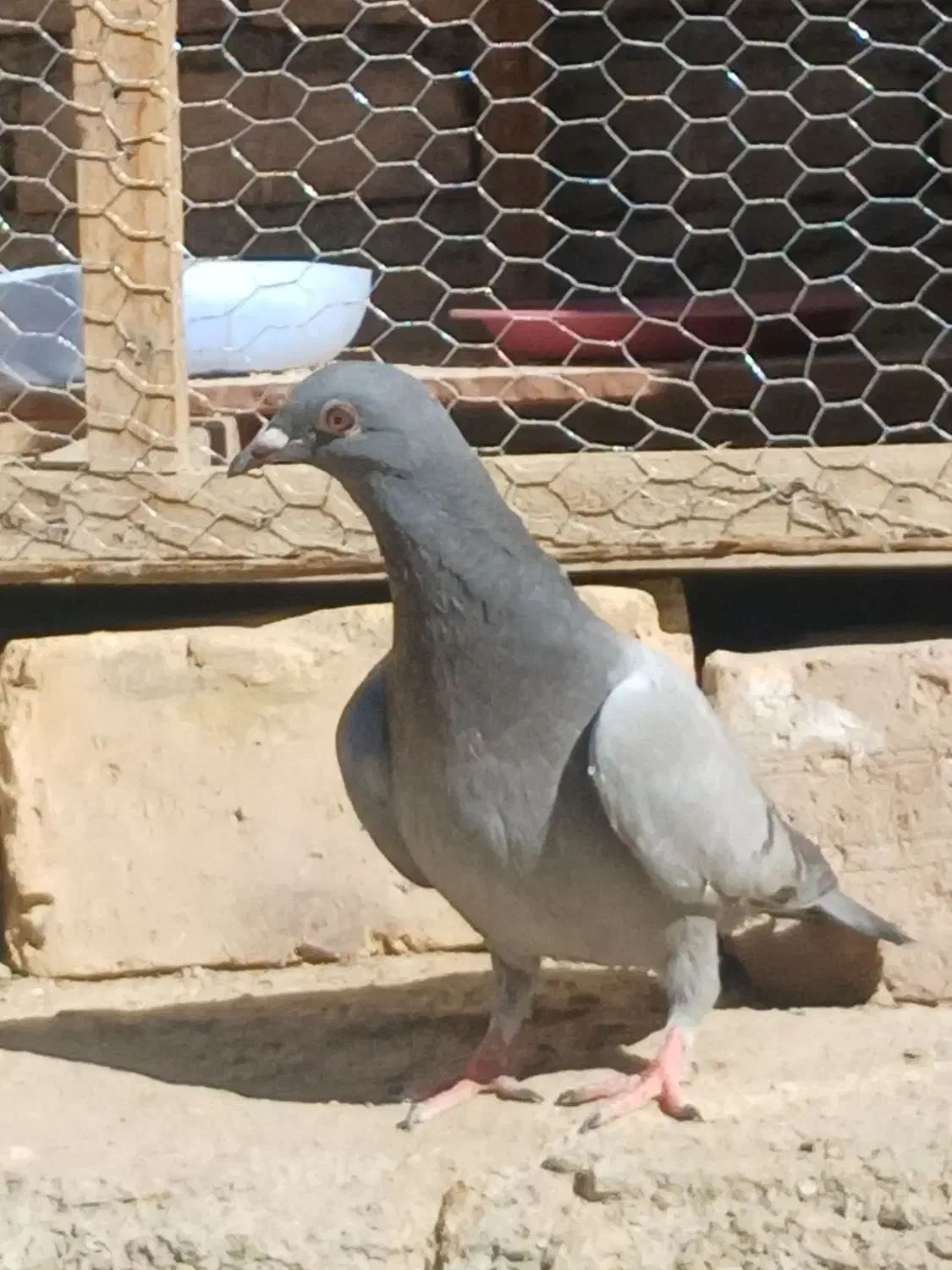 خروس  کفتر|پرنده|سراوان, |دیوار