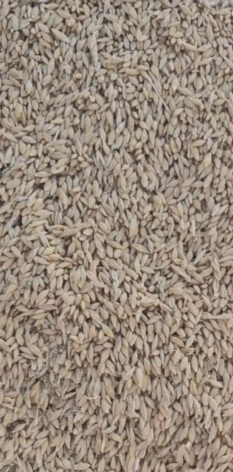 جو محلی|عمدهفروشی|مرودشت, رودبال|دیوار