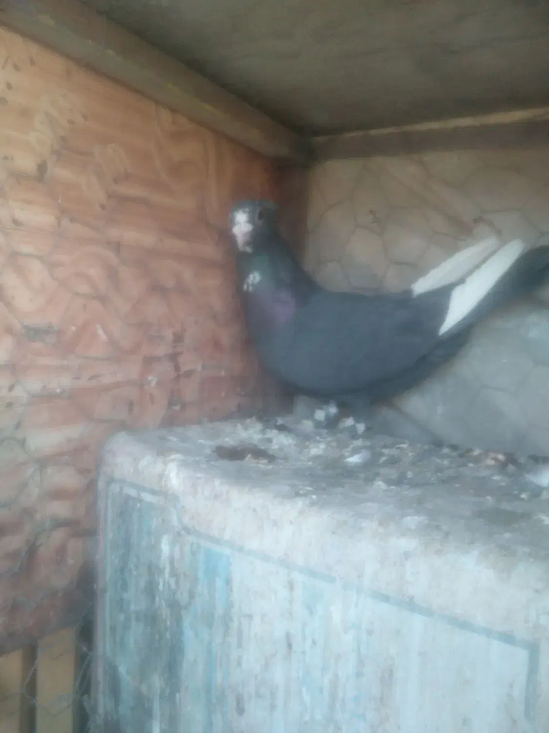 کبوتر|پرنده|یزدان شهر, |دیوار