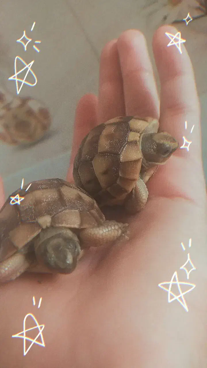 مجسمه فروشی حراجی|مجسمه، تندیس، ماکت|زابل, |دیوار