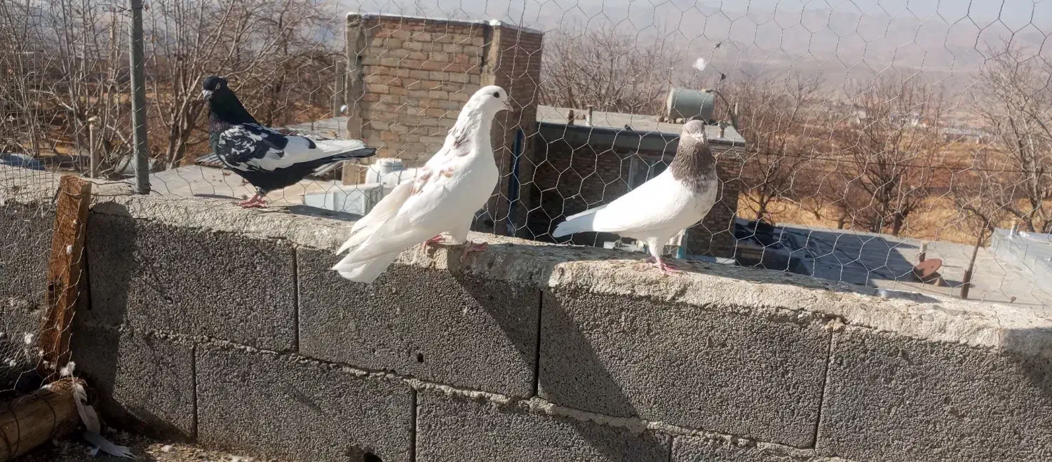 کبوتر|پرنده|سنندج, |دیوار