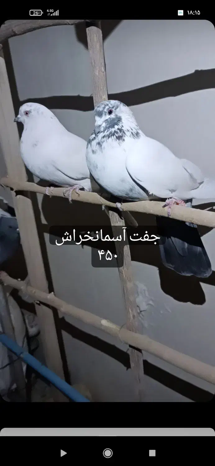 تهرونی اصیل|پرنده|فولادشهر, مسکن مهر فولادشهر|دیوار