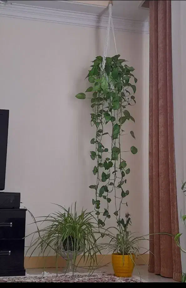 مکرومه|صنایع دستی و سایر لوازم تزئینی|اهواز, کوی باهنر|دیوار