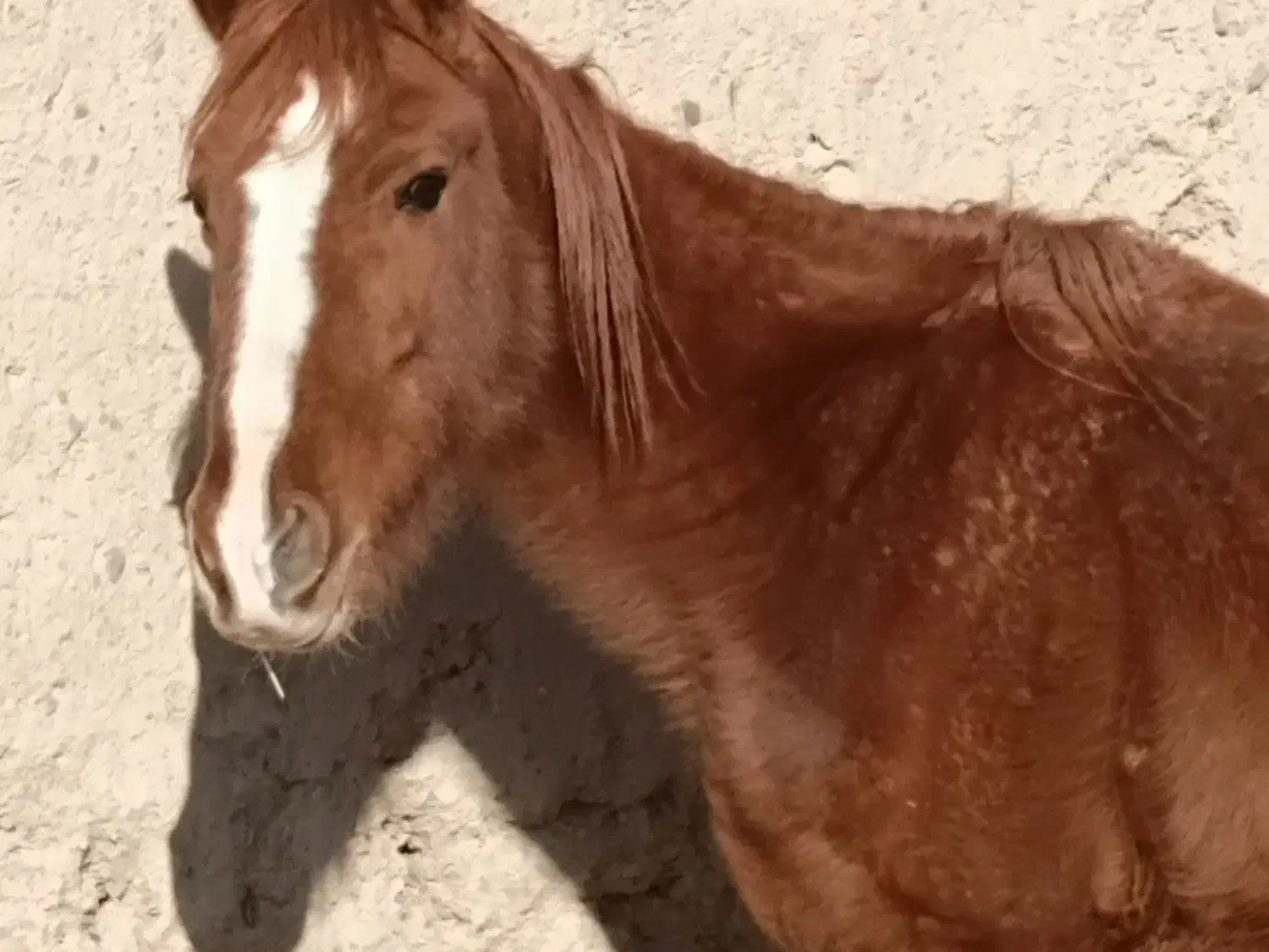 اسب مادیان|اسب و تجهیزات اسب‌سواری|ساوه, |دیوار