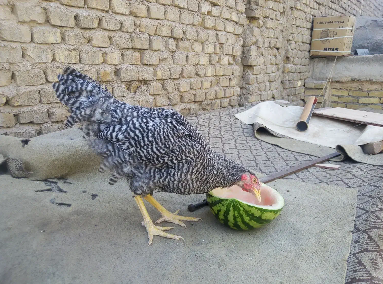 نیمچه خروس ومرغ آمروک اصل|حیوانات مزرعه|یزد, |دیوار