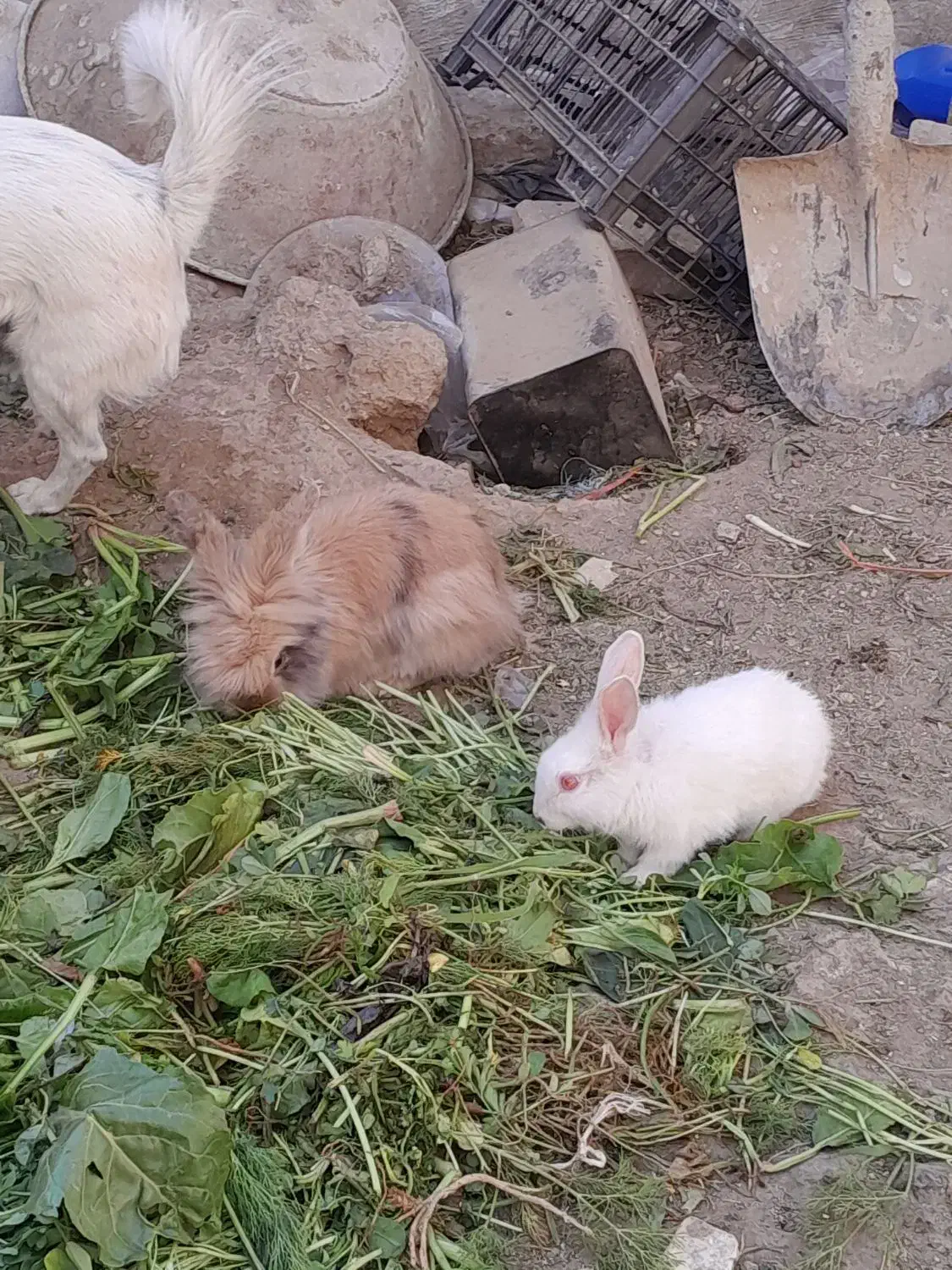 واگذاری خرگوش|موش و خرگوش|ملایر, |دیوار