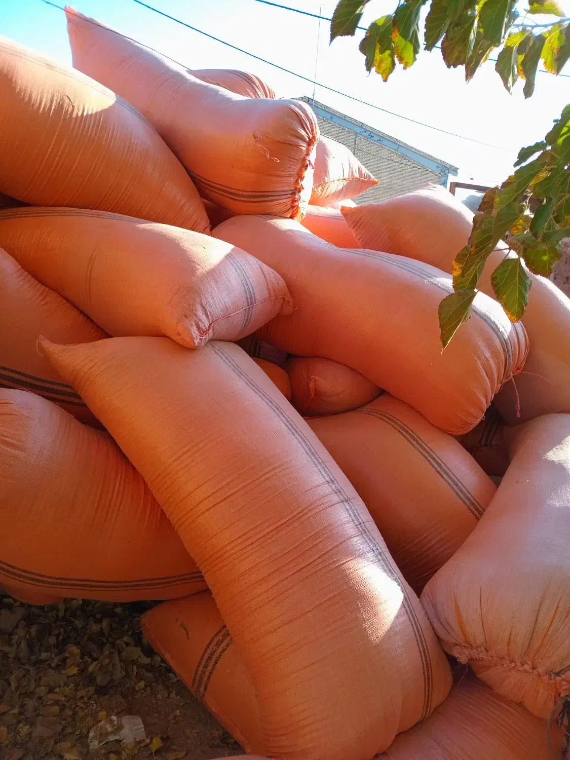 کاه|لوازم جانبی حیوانات|تربت جام, حافظ|دیوار