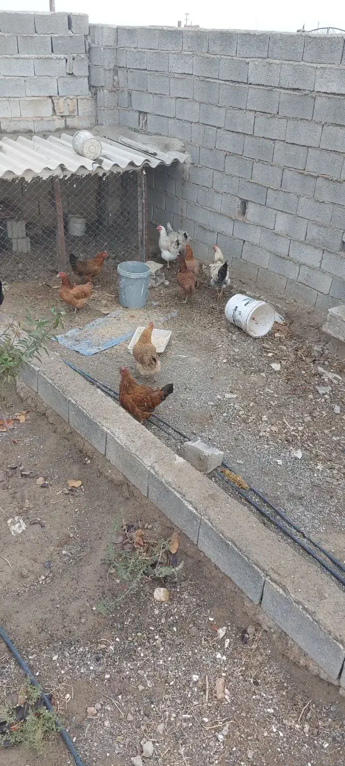 مرغ و خروس محلی|حیوانات مزرعه|صوفیان, |دیوار