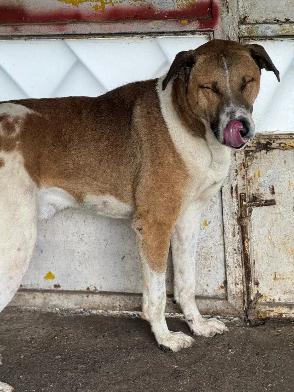 واگذاری سگ نگهبان|سگ|رشت, گلسار|دیوار