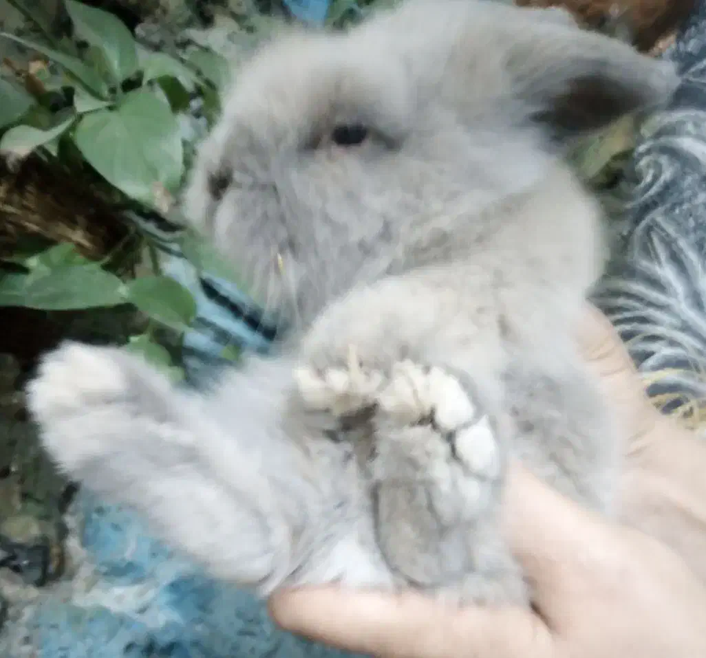 بچه خرگوش لوپ اصل|موش و خرگوش|فردوس (خراسان), |دیوار