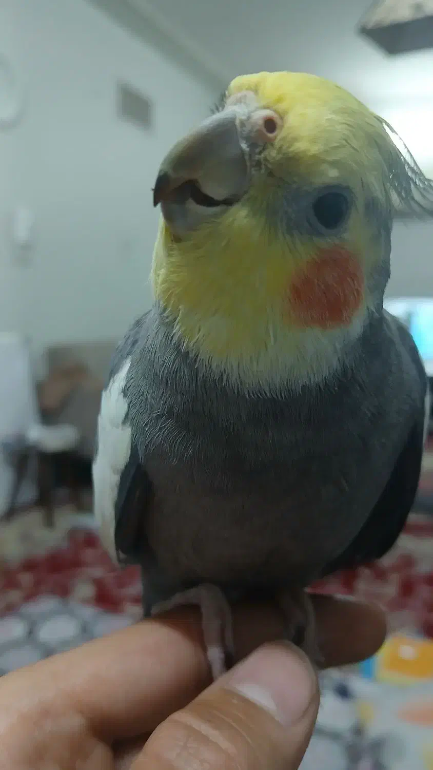 عروس هلندی گم شده|حیوانات|کازرون, |دیوار