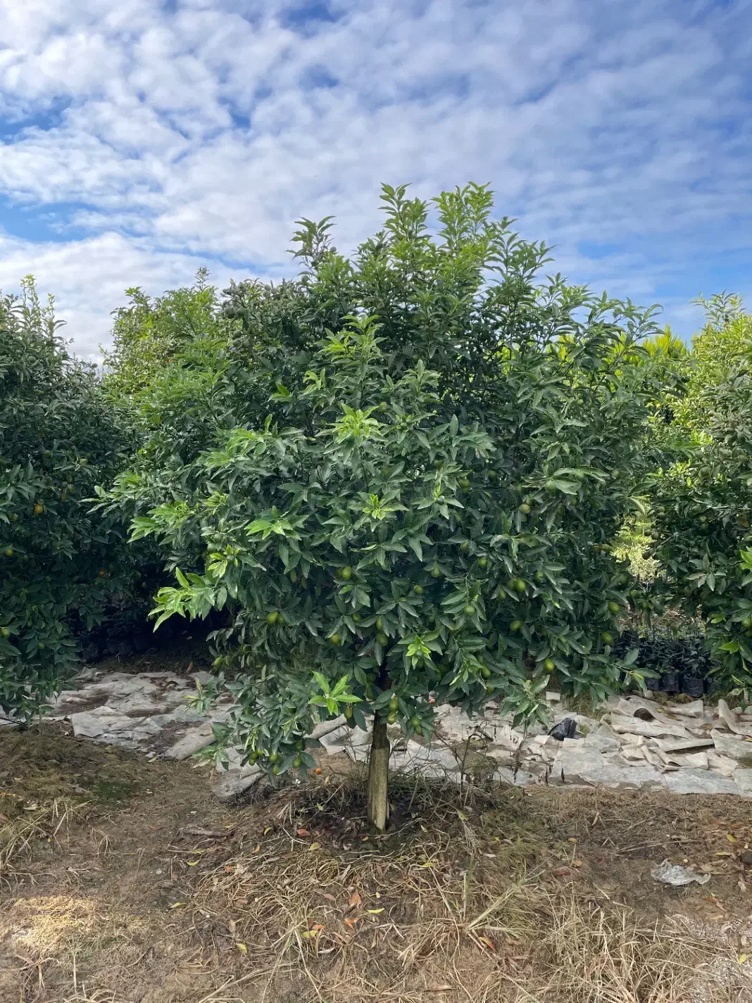 درخت کامکوات  ۶ ساله|گل و گیاه طبیعی|خرم‌آباد (تنکابن), |دیوار