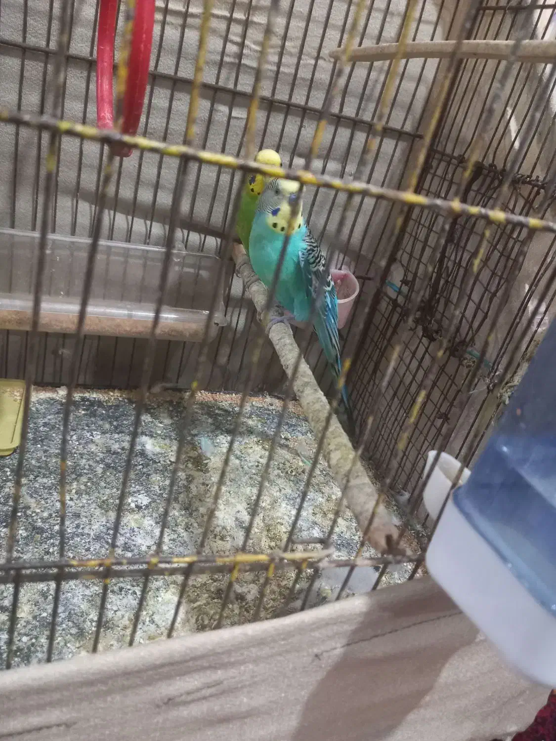 مرغ عشق|پرنده|بندر امام خمینی, |دیوار