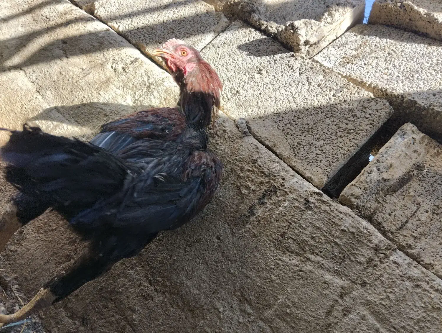 خروس لاری|حیوانات مزرعه|بروجرد, |دیوار